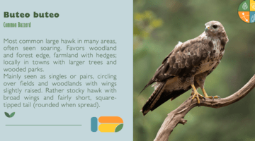 Cover page for Mannheim Bird Resource