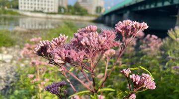 Close up on a pink flower with a high rise in the background. 