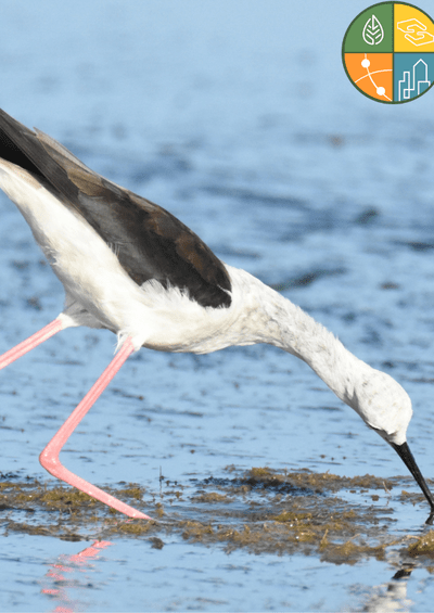 Black Winged Stilt Black Winged Stilt and general information