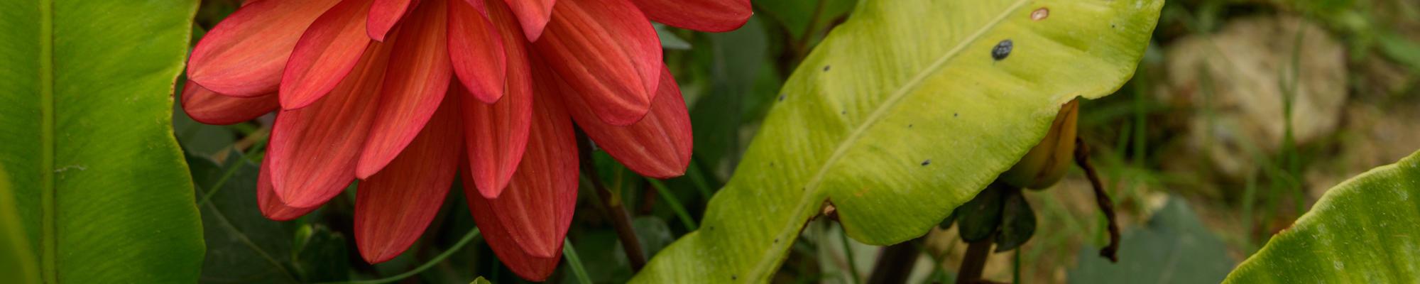 Flowers Flowers