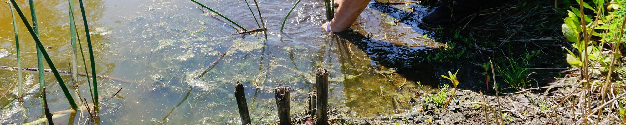 The Tampa Bay Estuary Program A person kneels along a river and plants grass or sedge.