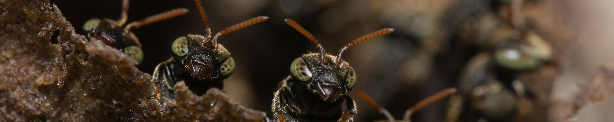 Three ants in a row