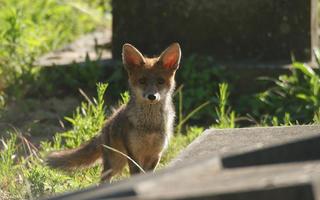 Fox in plants