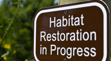 Habitat restoration in progress