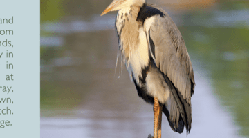 belgrade bird