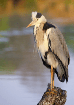 belgrade bird