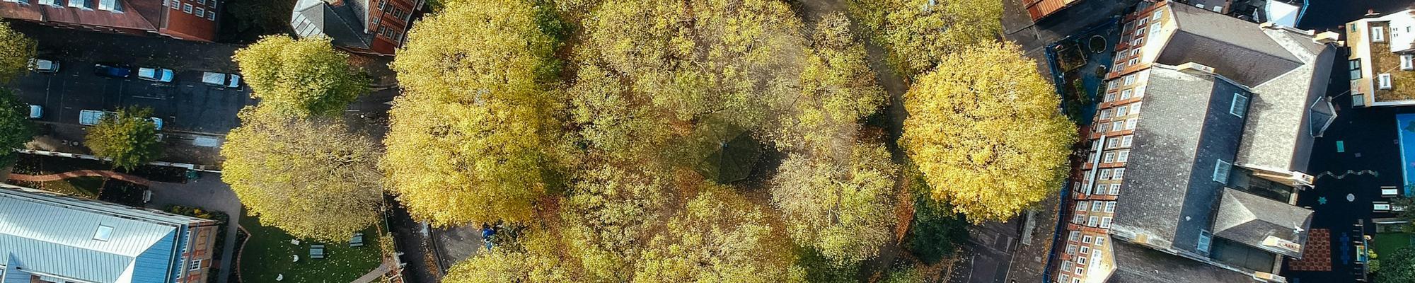aerial view trees london