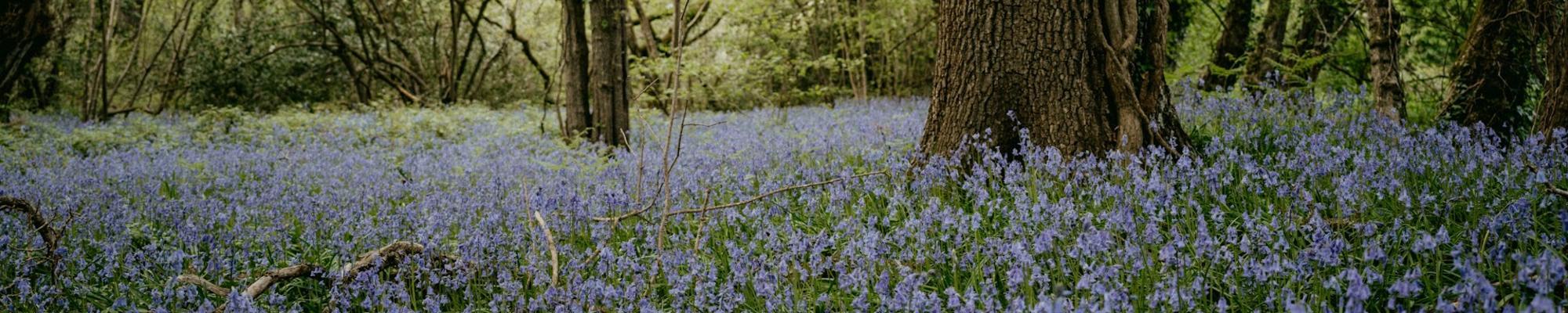 A fiel of flowers.