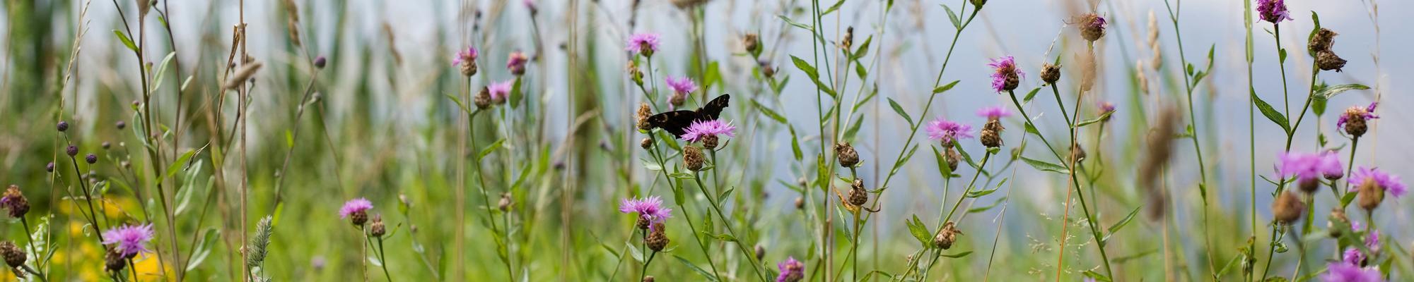 Butterfly and meadow