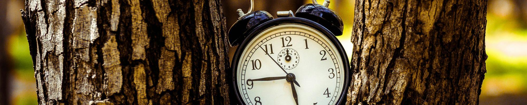 Time A clock in the branches of a tree