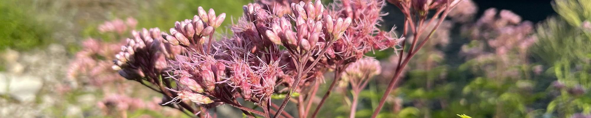 Close up on a pink flower with a high rise in the background. 